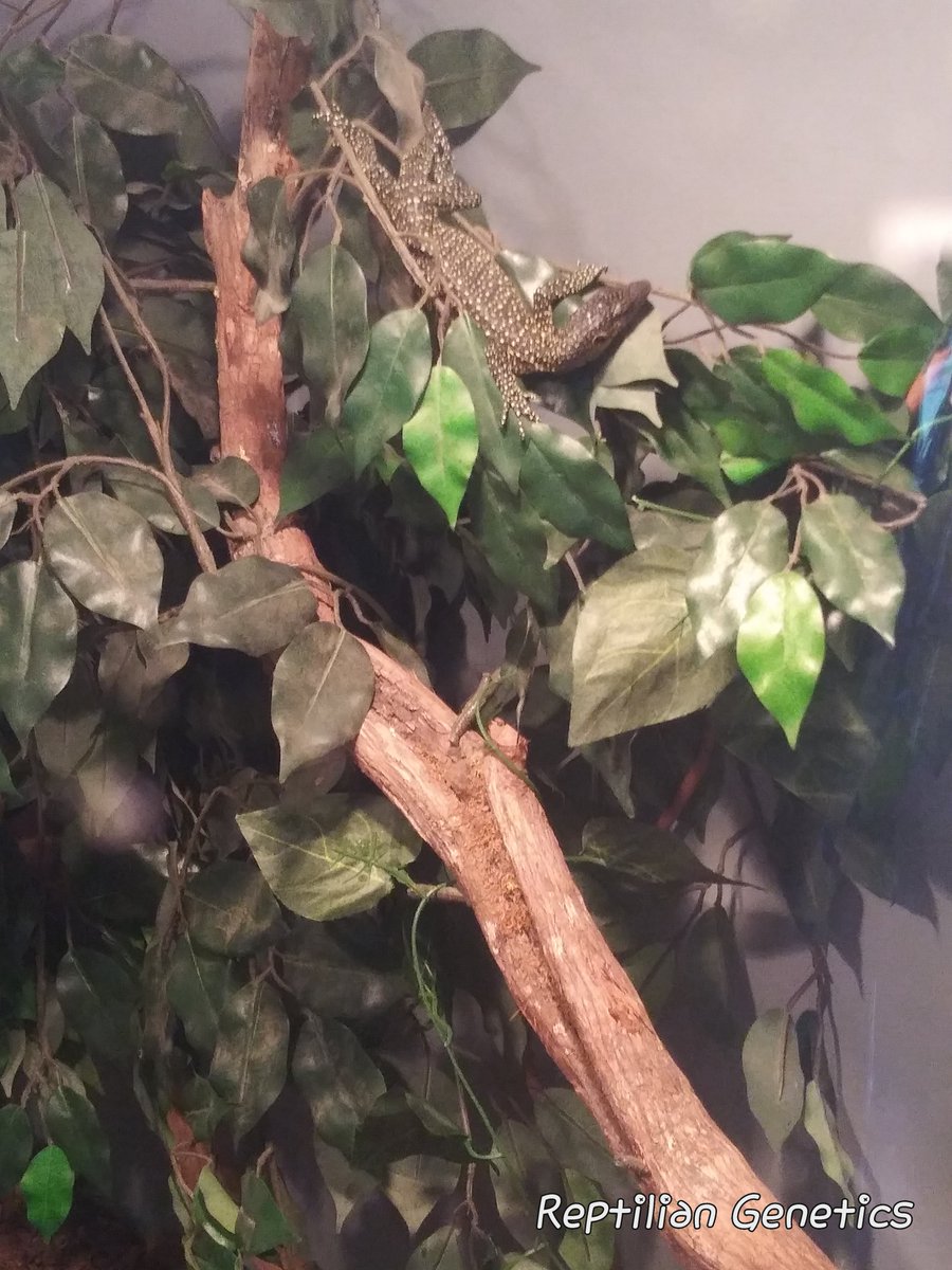 ThatDameGeek's tweet photo. Happy #WorldLizardDay  from our scale babies Amelia the bearded dragon and Steve the mangrove water monitor 🦎

#educate #inspire  #protect https://t.co/6tIzEiYA4Q