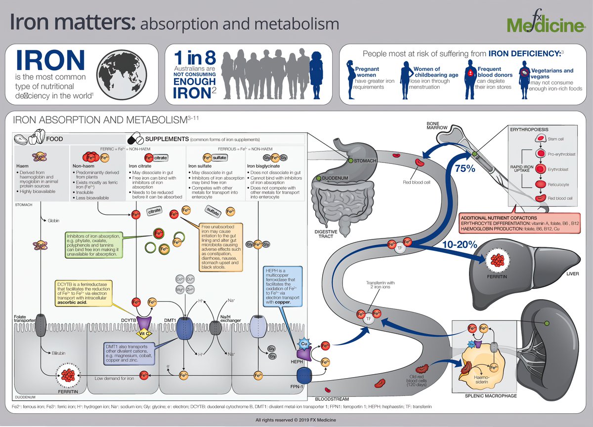 Iron absorption and metabolism - a nice infographic by <a href="/FXMedicine/">FX Medicine</a> #4KMedEd
