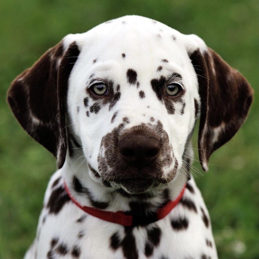 viennathedal's tweet photo. Green eyes and chocolate spots: The cutest and most adorable puppy ever!
 
https://t.co/9Z86oajVC1
 
#dogsoftwitter #puppies #dalmatian #dalmata #vienna #dogphotography #cute #dalmatians #dogsarelove #dalmation #dalmatiner #love #petphotography #DogsofTwittter https://t.co/VR9M7s0se0