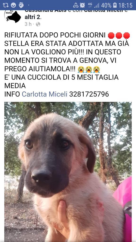 STELLA, ha bisogno di una famiglia, una crudeltà terribile. 🙏❤❤❤RT RT
