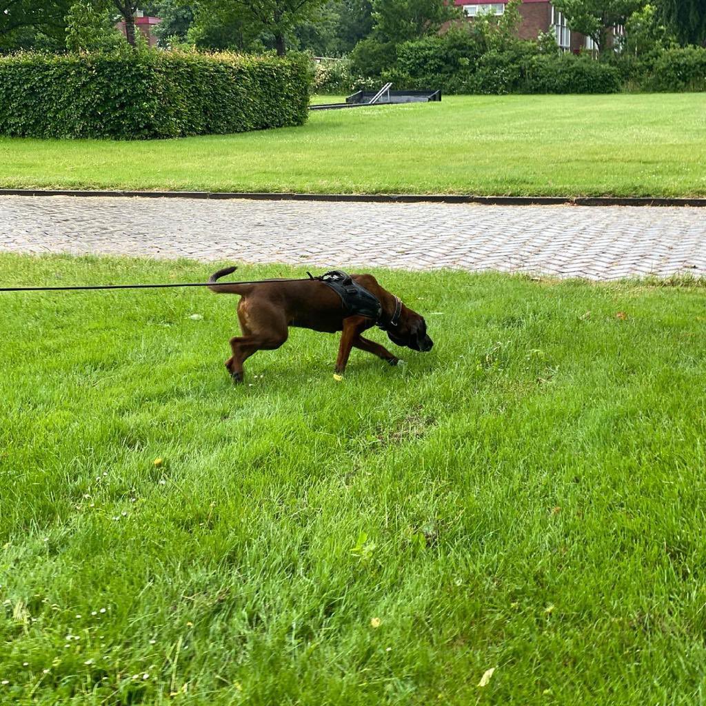 Tracking dog Odin.

#bayerischegebirgsschweißhund #bavarianmountainhound #bavarianhuntingdog #trackingdog #mantrailingdog #dogtraining #dogcourse #scentimprint #sifd #scentimprintfordogs