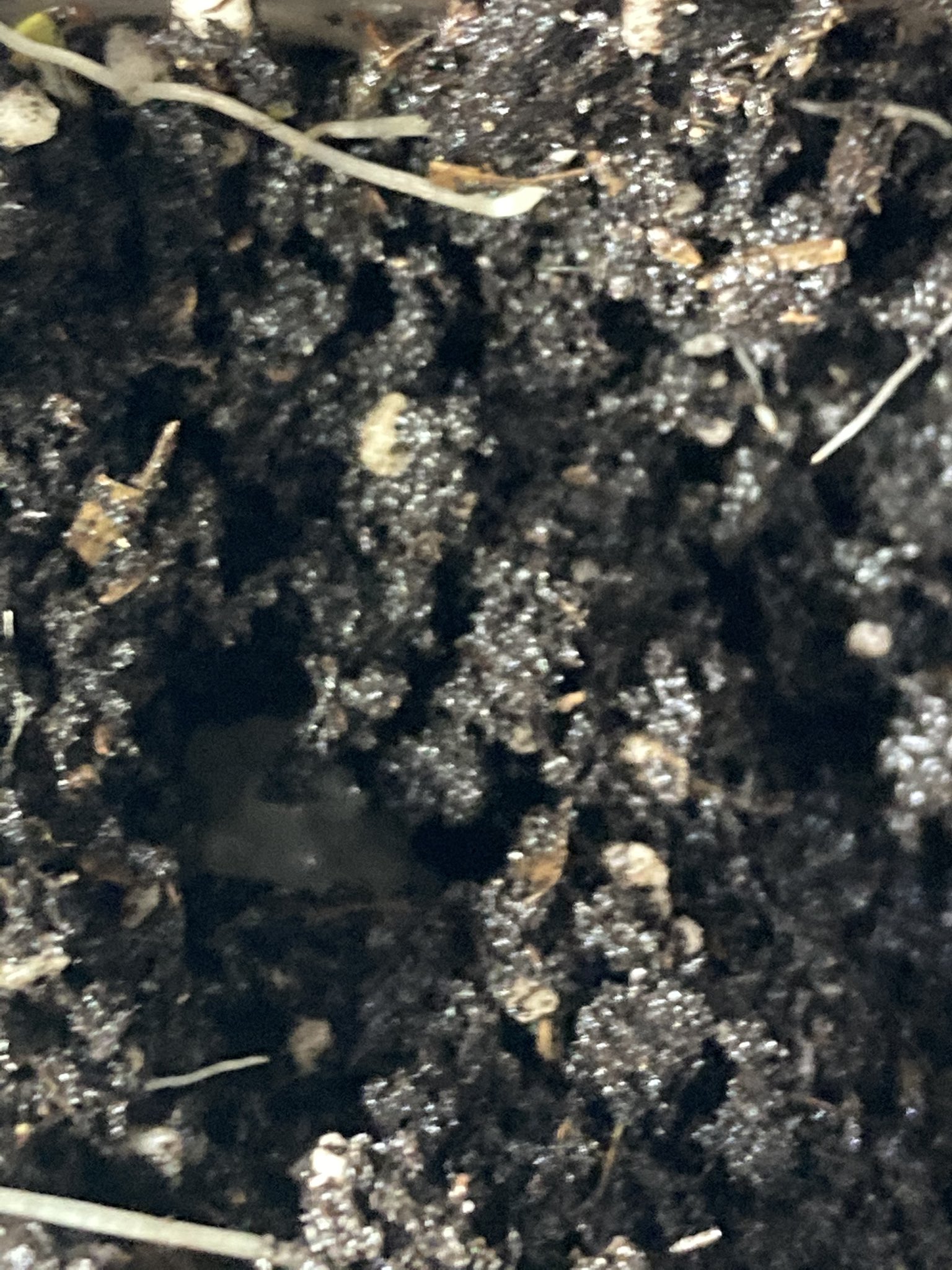 snail content on Twitter "found 3 clutches of eggs yesterday — waiting