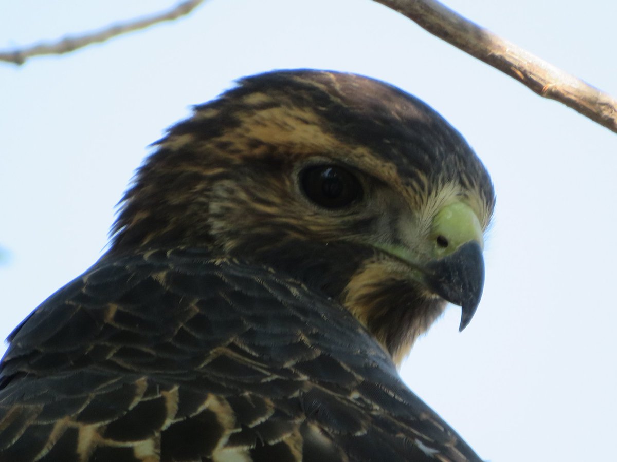 jaredmysko's tweet image. Unedited photos of a massive Red Shouldered Hawk by the First Nations University, looks like the same dark colors as the one I saw last Saturday. I was allowed to get really close after several hesitations to fly into the heat. 😃😃😎🚴🚴🚴 #ShadeChasing #skHeat