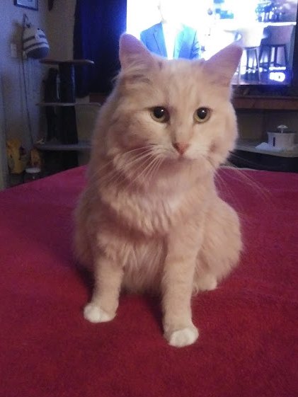 🐾I AmSami🙏I Am The Enemy Within🇺🇲Vote💙 tweet media