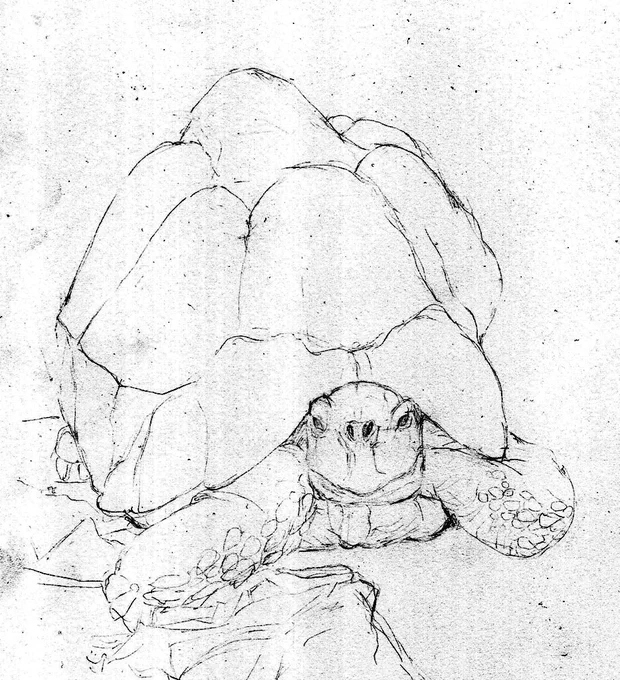 注文絵の下描きできました😊
スキャンしたけど薄すぎてわからなかったのでフィルターで濃くしてます😅💦絵のサイズは小さくていいのでリクガメさん1匹をドーンと大きく描いてほしいと言うことだったので下描きはあっという間でした😅💦w模様は絵の具で付け足しながら色で遊ぶ感じにしたいです😊💦 