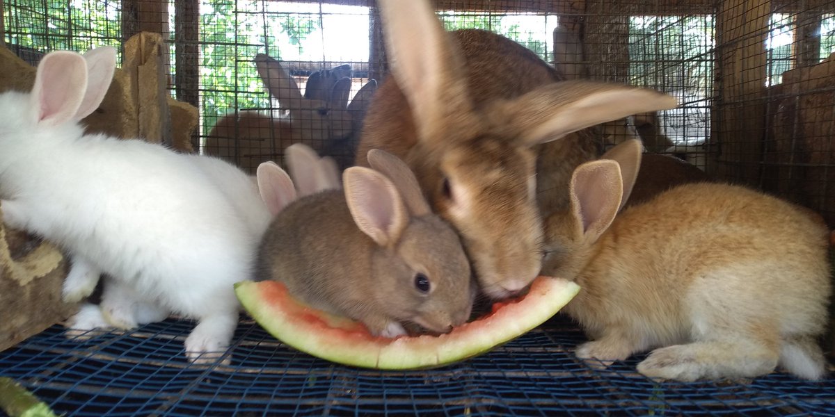 DapsonRabbitry's tweet photo. These bunnies are only One and Half months old and see the way they enjoying water melons.
Link up with @DapsonRabbitry to train you and set you up while monitoring you to archive your aim
#letdoittogether #dapsonrabbitry #rabbitfarming #rabbitinvestment https://t.co/AheMLB0dh8