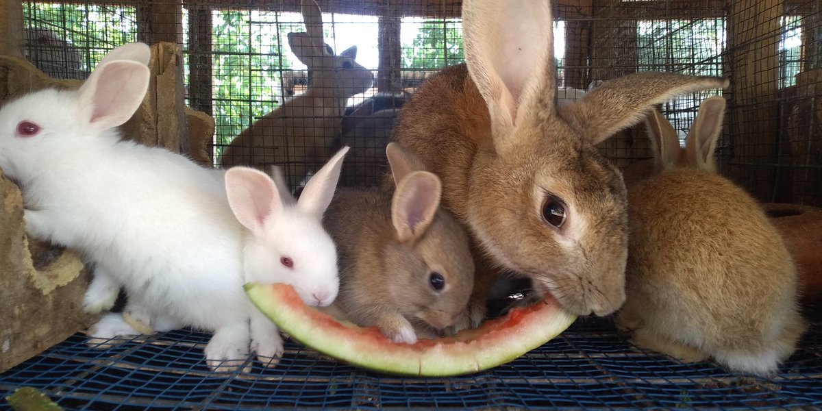 DapsonRabbitry's tweet photo. These bunnies are only One and Half months old and see the way they enjoying water melons.
Link up with @DapsonRabbitry to train you and set you up while monitoring you to archive your aim
#letdoittogether #dapsonrabbitry #rabbitfarming #rabbitinvestment https://t.co/AheMLB0dh8
