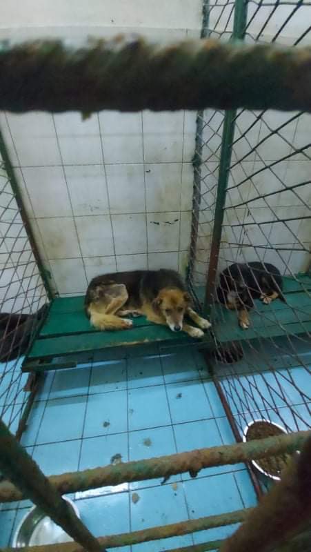 skwimme's tweet photo. My heart is  💔💔💔 

https://t.co/1dudwrW5ET 

@SSStrays @PeterEgan6 @milenamalesevi1 @mariasloughpics @jay7761

https://t.co/2v0tVpaiI3 https://t.co/bTvNbEm2JC