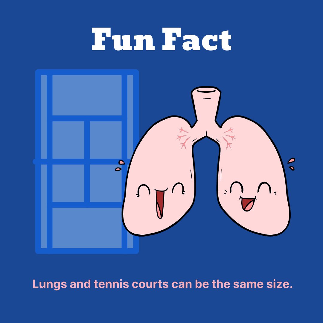 What do lungs and tennis courts have in common? Their size! It may seem incredible, yet if the lungs were to be opened flat, they would cover an area the size of a tennis court.

#funfact #funfacts #healthfunfacts #healthy #instagood