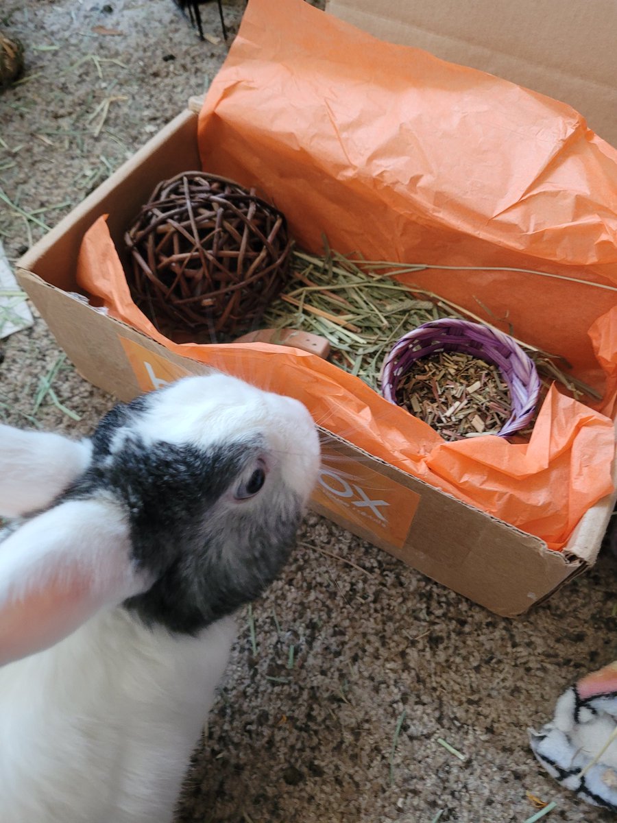 miindframe's tweet photo. Bink really likes his #binxbox :) https://t.co/UDKjj1NHU5
