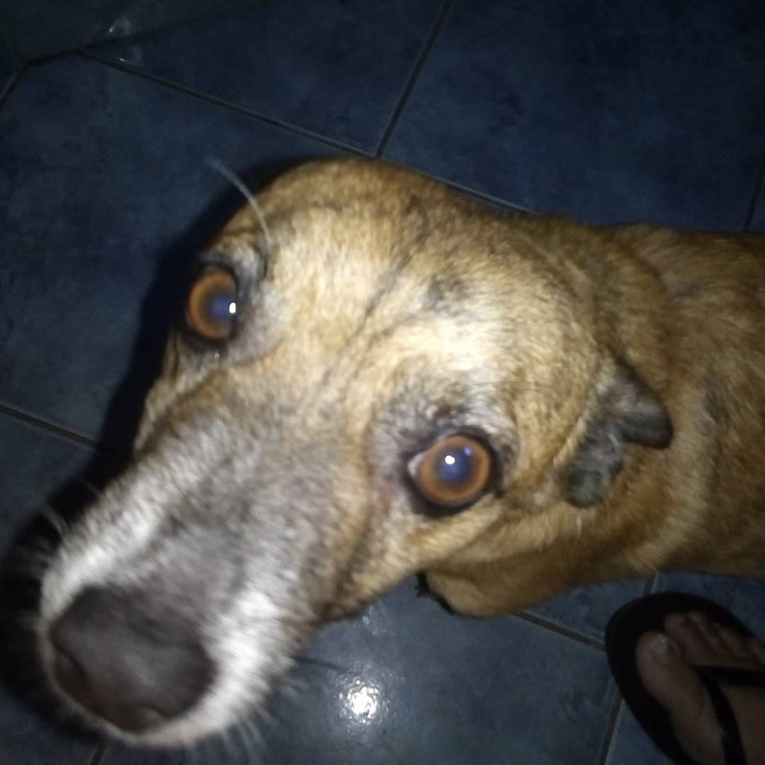Chico e Zilas AJUDEM tweet media