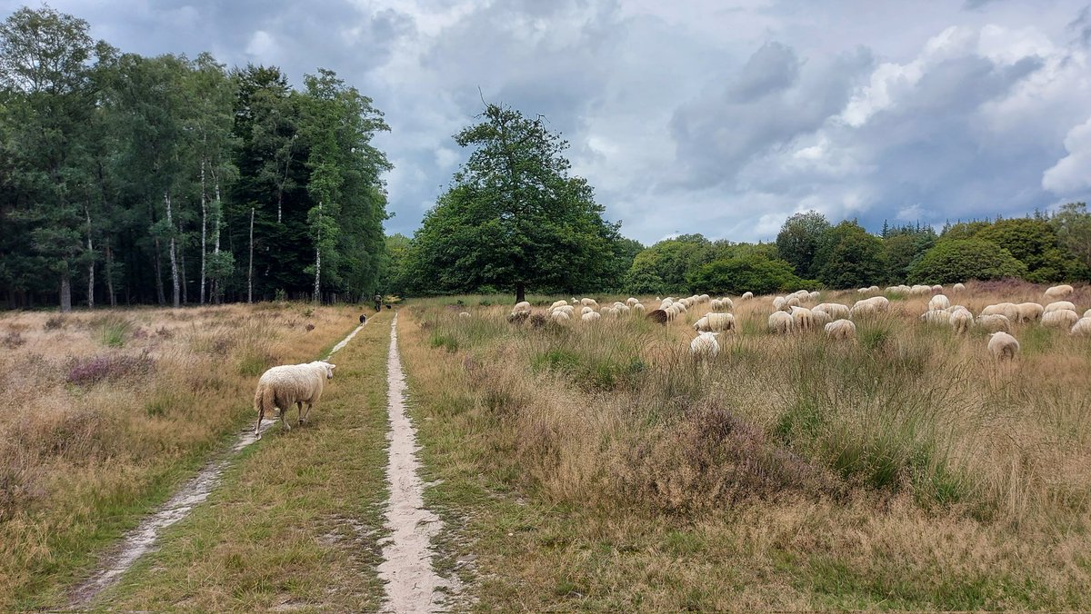 Gerard Brouwer tweet media