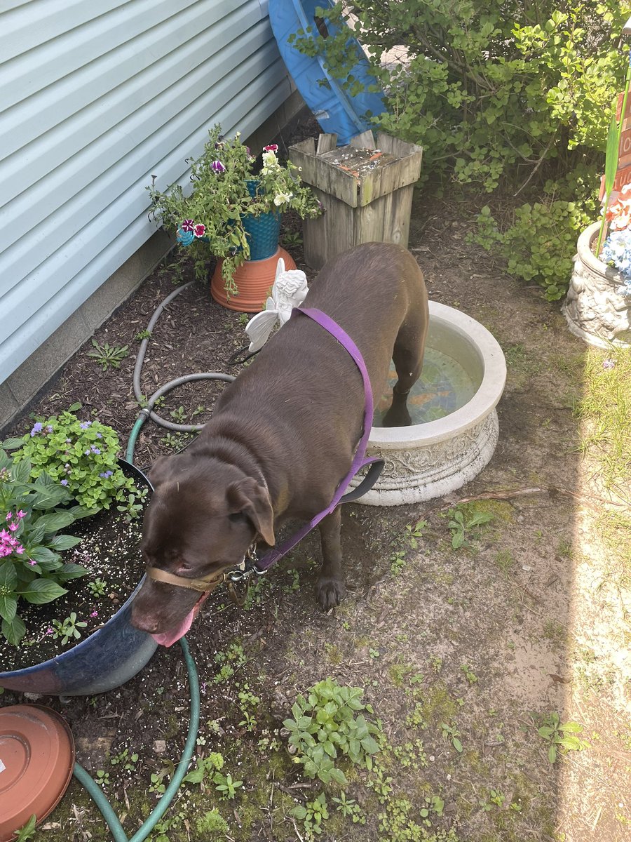 mochaladocha's tweet image. There’s a small problem with grandmaw’s fountain. It’s really hard to stand in and drink from at the same time #itsalabthing #ubb