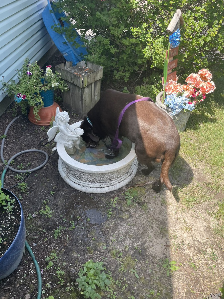 mochaladocha's tweet image. There’s a small problem with grandmaw’s fountain. It’s really hard to stand in and drink from at the same time #itsalabthing #ubb