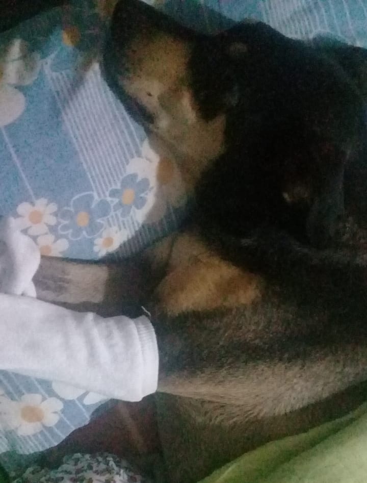 haruuneis's tweet image. ⚠️ HELP ⚠️

O cachorro da minha avó, o Dog, foi atropelado e precisa fazer uma cirurgia de reparação na coluna. Os custos dessa cirurgia, internação e remédios já estão em 5K, então estamos tentando arrecadar doações. Os dados do PIX estarão na thread. 

RT aqui também ajuda 💜