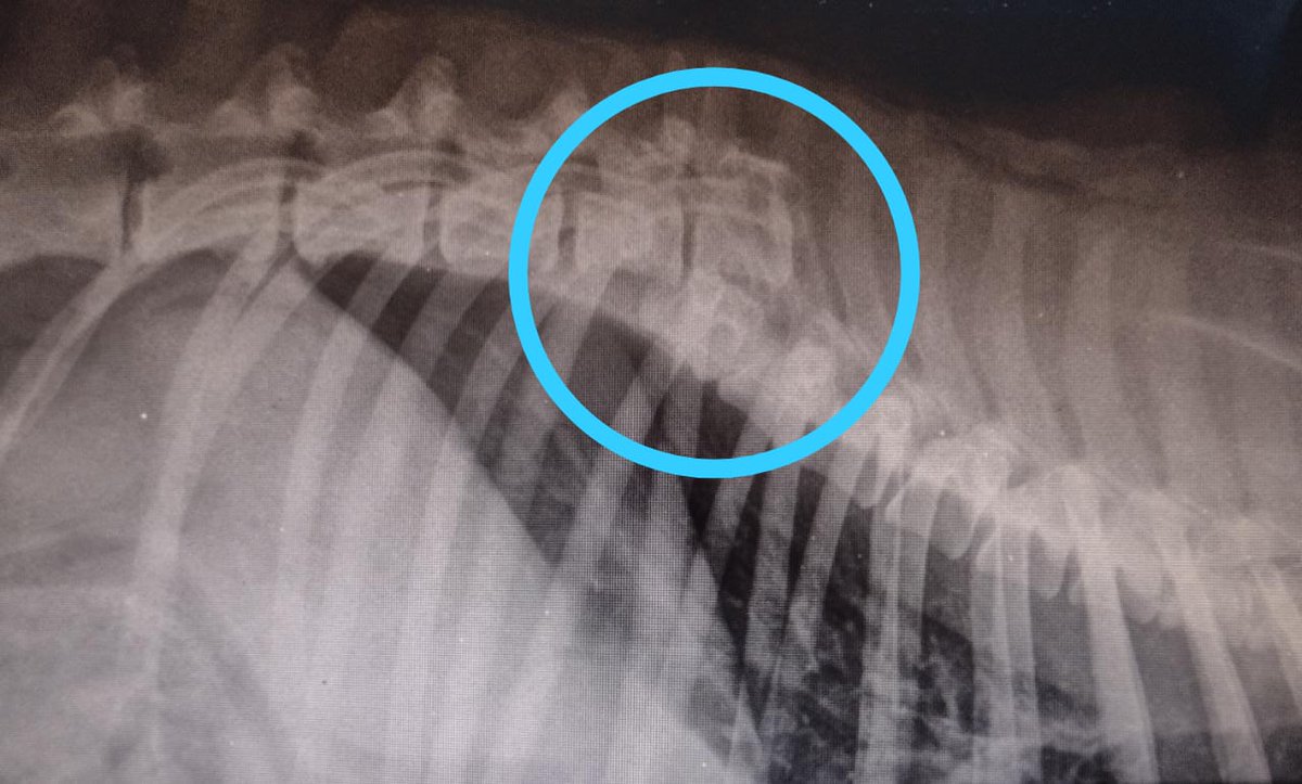 haruuneis's tweet image. ⚠️ HELP ⚠️

O cachorro da minha avó, o Dog, foi atropelado e precisa fazer uma cirurgia de reparação na coluna. Os custos dessa cirurgia, internação e remédios já estão em 5K, então estamos tentando arrecadar doações. Os dados do PIX estarão na thread. 

RT aqui também ajuda 💜