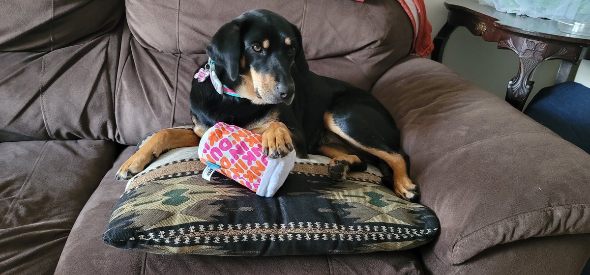 AdamsPammya75's tweet photo. EEVEE Loving her new Dunkin cup toy from @dunkindonuts 💞 eevee and I run on #Dunkin https://t.co/1lowslYSWA