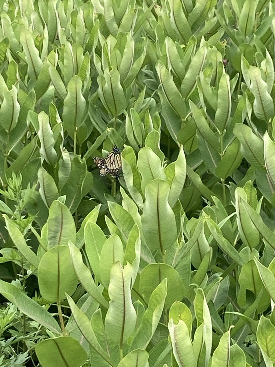 abigailinqueens's tweet photo. Two days ago, I took this photo of two monarchs mating in a gorgeous milkweed field at Flushing Meadow Park. They have just a few weeks to lay their eggs each year. Today, that field was razed. All those beautiful monarch eggs… gone. @NYCParks @BirdQueens @mbfmonarchs https://t.co/4iJsytKQ7I