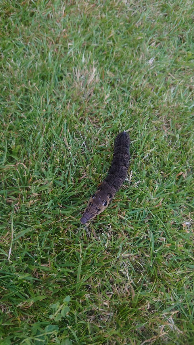 flatscreenoled's tweet image. One cute bug.