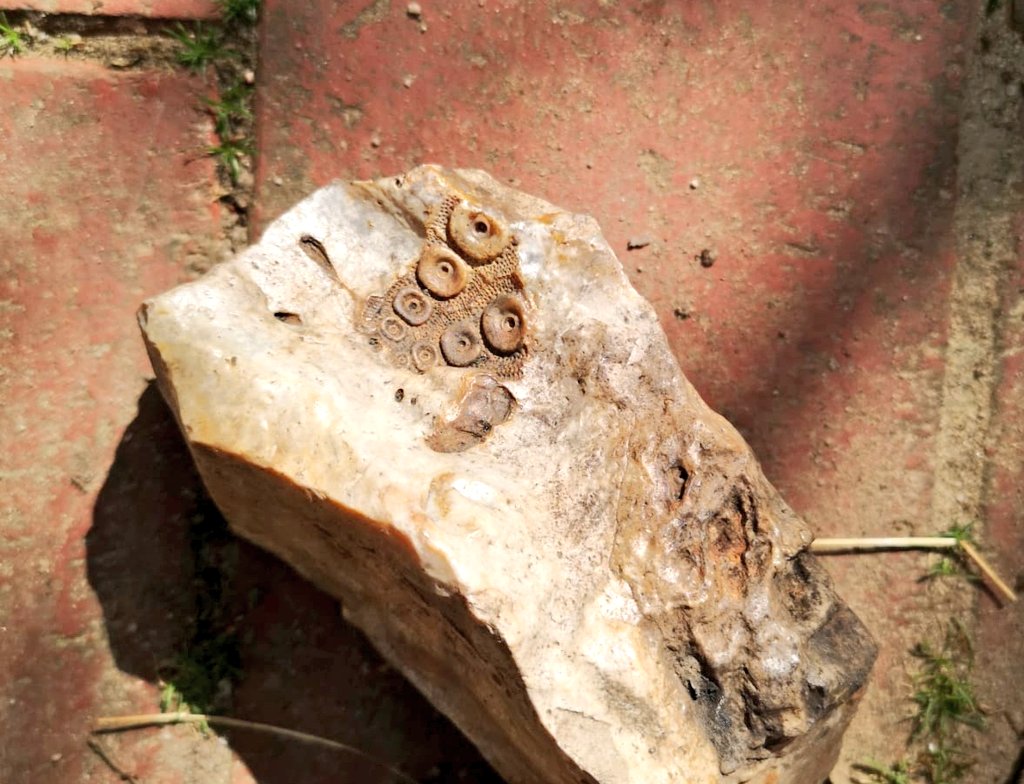 denkraumverzerr's tweet photo. #Seeigel im #Feuerstein

#Cidaris sp.

Ca 90 Millionen Jahre alt https://t.co/aEFvglifyr