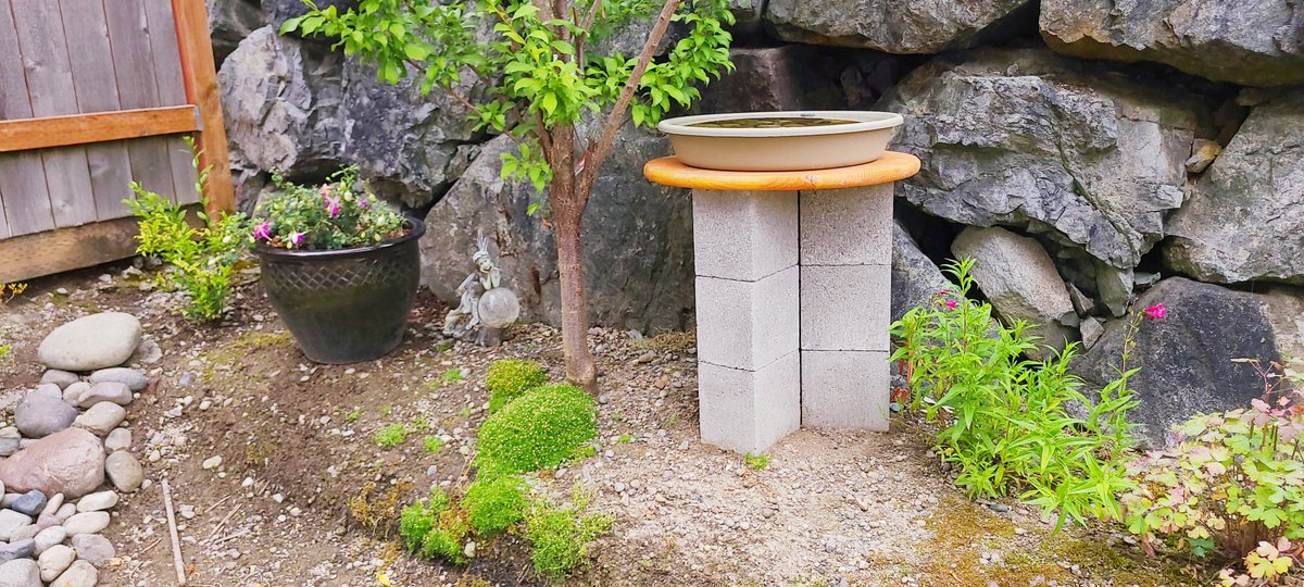 LovelyEarthS's tweet photo. The simple DIY bird bath I built is so worth the little amount of effort it took to build it. The birds are constantly coming to drink water and take bird baths on hot days.
#DIYBirdBath #ForTheBirds #ForMyMind #RelaxationTime #BackyardBliss #BirdBath #LovelyEarthSociety https://t.co/jtWbffpWRh