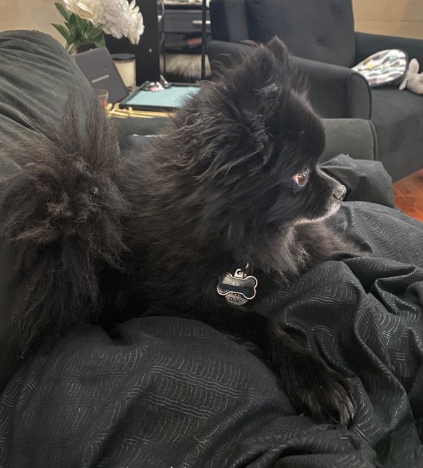 Milo is very good at his job? (loving me, keeping me company while I recover, letting me know when my