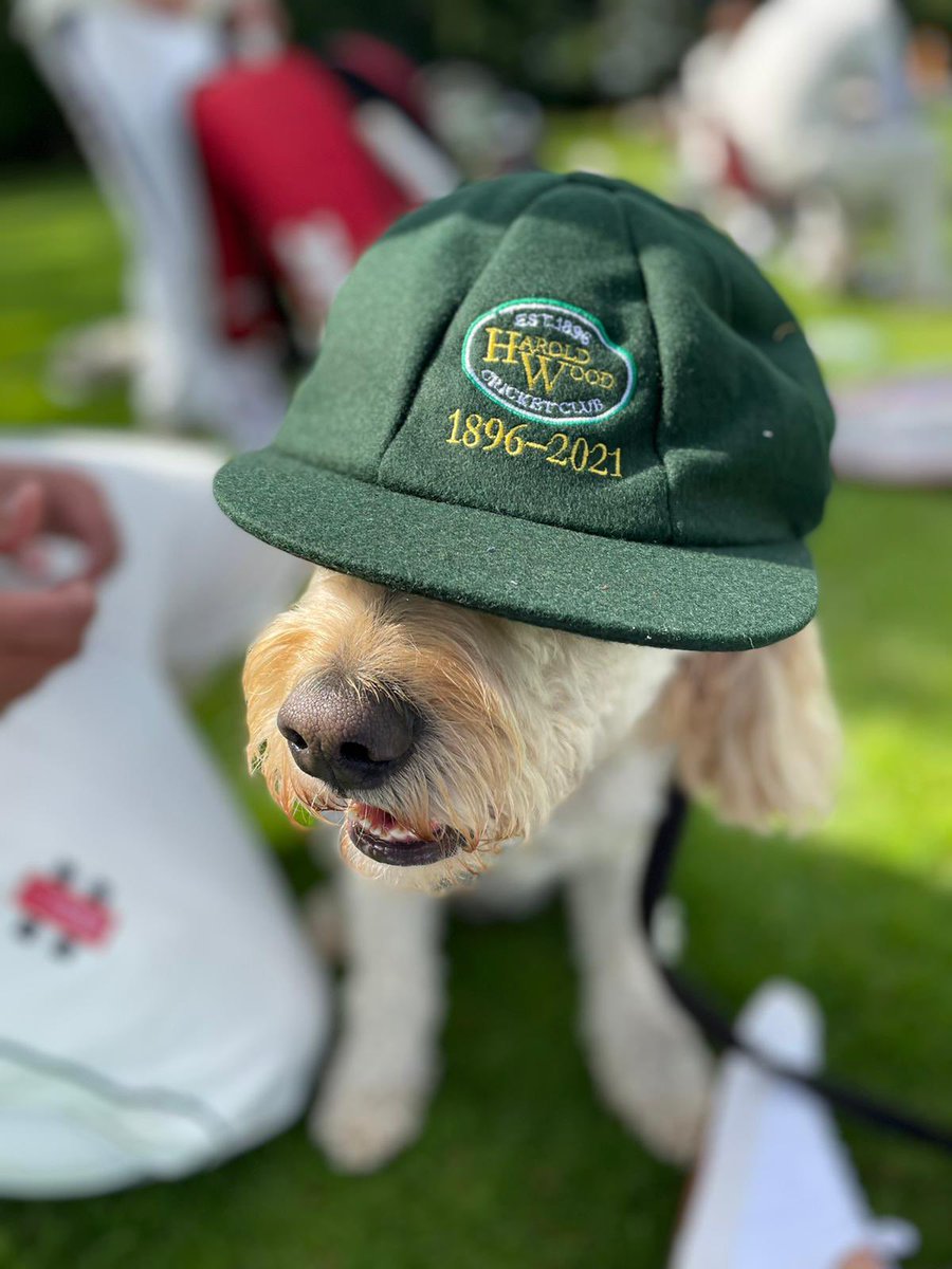 HaroldWoodCC's tweet photo. Top mascot https://t.co/ibMRenWs1g