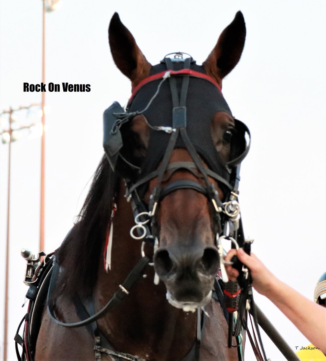 hoosiernations's tweet photo. Tonight @NfldPark R10 Milstein Memorial
#RockOnVenus pp3 Tyler Smith is driving. 🍀GoodLuck🍀
Oh and there's a horse from Ohio named #CharlieMay in pp7 Brett Miller driving 
#FlyingTurns #MidwestHarness 
@smithstable @AleshaBinkley @HPEmilyG @That1BarryGuy @JRhein98 https://t.co/plWTLnlNHw