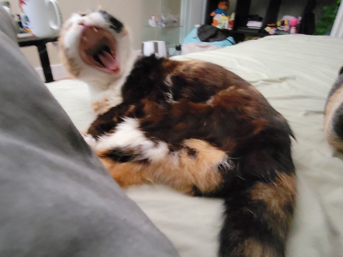 good morning, i just spent the last six hours asleep, snuggling, and drooling on her fur 💗🤣 https://t