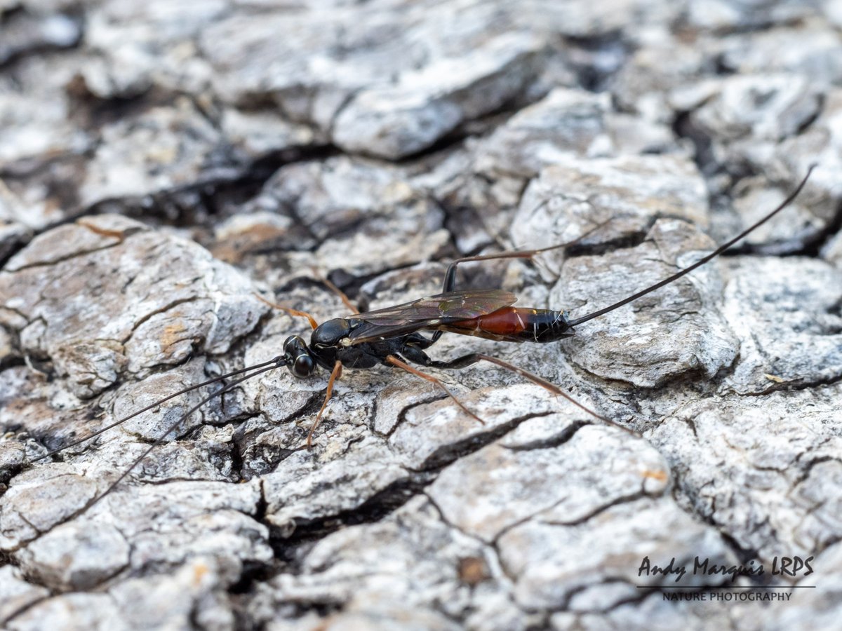 AndymarquisH's tweet photo. Moth trapping last night on the cliffs. Bordered Grey, Synaphe punctalis, I think Gasteruption jaculator (@BroadGavin?) and Grey Bush Cricket. About 50 species in the end, targets were not seen so you didn't miss anything much @vauvertmoths #moths #mothsmatter #mothtrapintruders https://t.co/jKQVxq5JOF