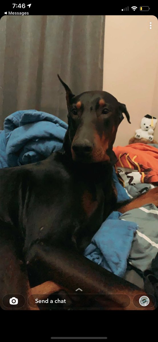 madsparkerr's tweet photo. @Nikkiinotnicole My boyfriends dog 🥺💗 https://t.co/NXh0M9r6hR