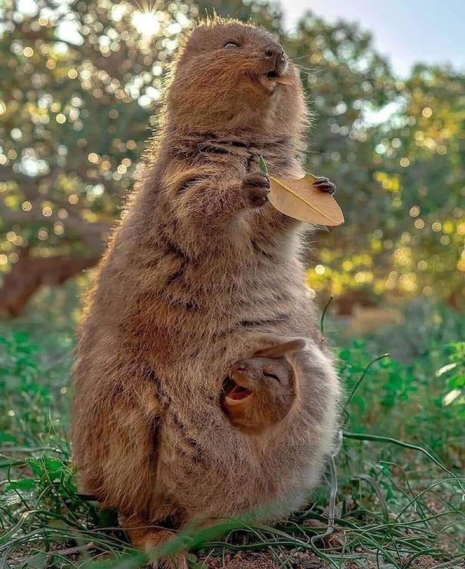bati_acl's tweet photo. Voici un quokka, l'animal le plus heureux du monde https://t.co/Yf03BukuzH