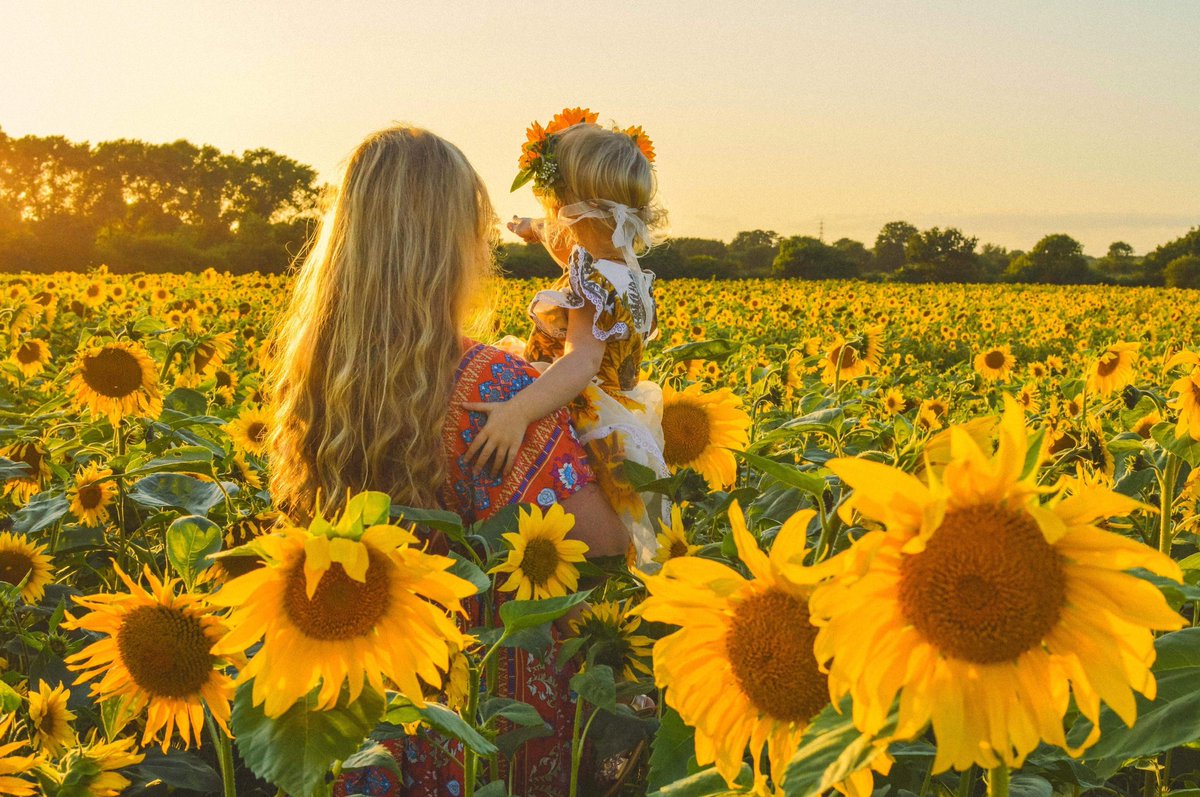 Cracking pic at sunset #sunflowermaze