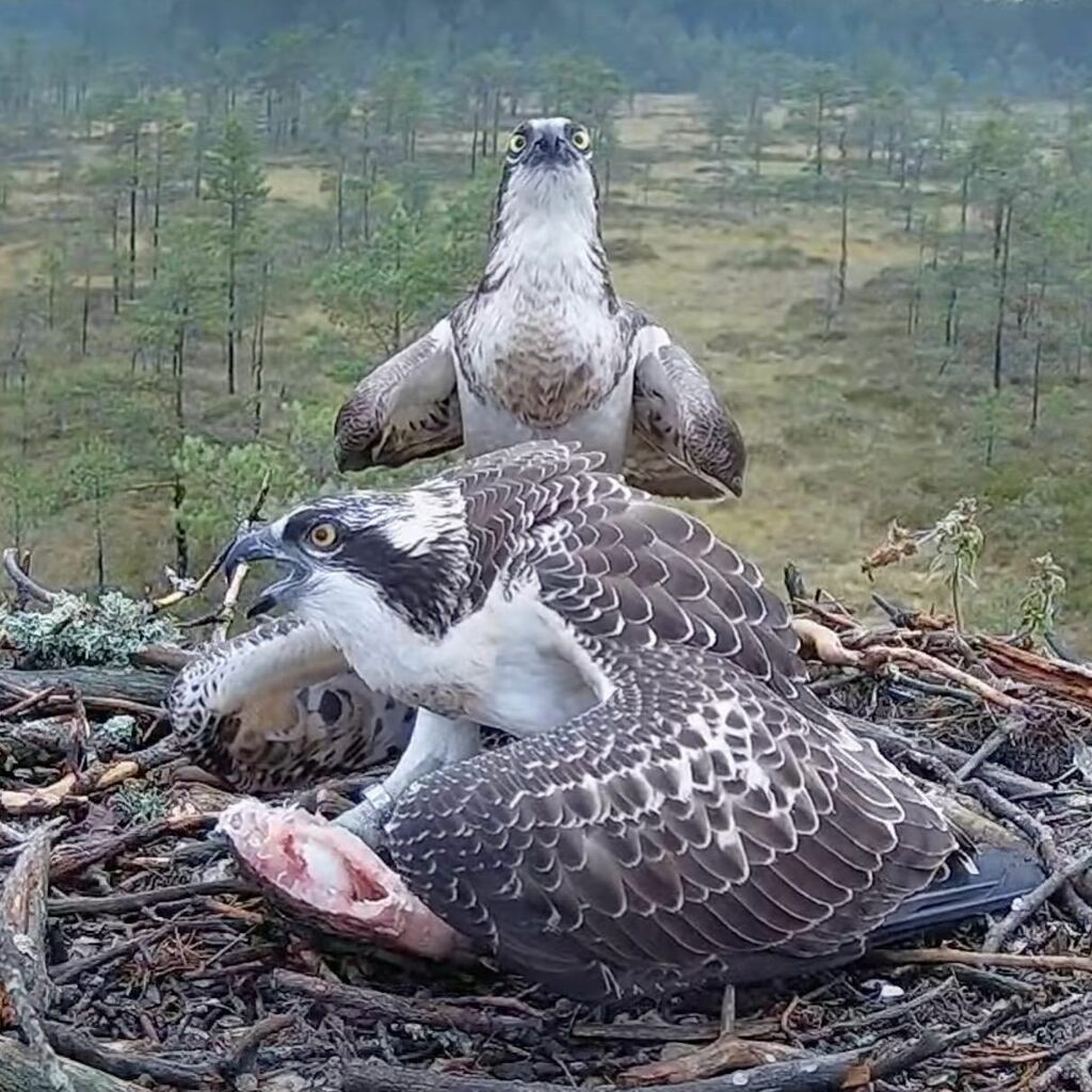 saaksilive's tweet photo. Nest 3: After delivering a fish to Myy Ahti noticed a strange female Osprey on top of the camera. Nuppu was last seen on the nest in the morning of August 12. She appears to have begun her fall migration as the nesting season is coming to an end and one … https://t.co/LcDuXSrc2N https://t.co/sfgrHebcHp