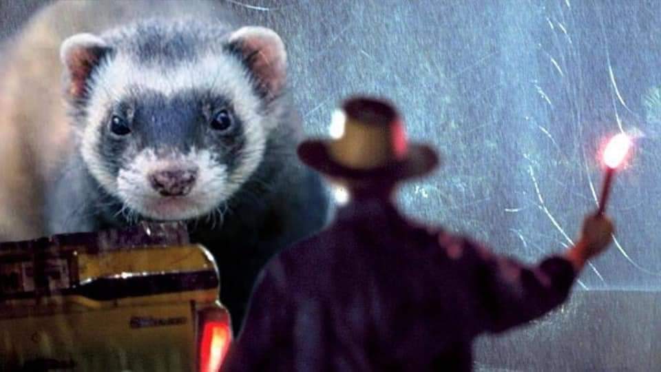 "Welcome....to Ferret Park"

#ferrets #pets #JurassicPark