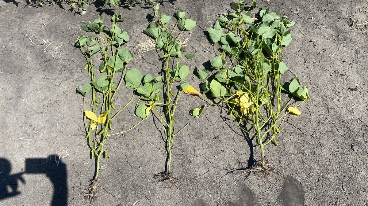 MatthewCKrueger's tweet photo. Tell me we’re over-seeding soybeans without telling me…. Two left plants are 145k seeding (81 pods) and the right one is 80k (112 pods). #soybeans #grow21 #farming #testplots https://t.co/8nAp2pNxY1