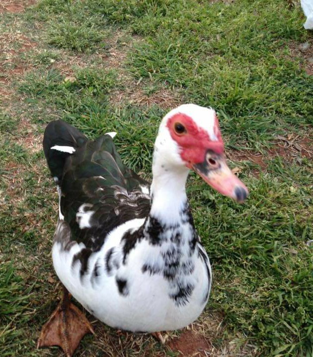 GamerQuackCast's tweet photo. Just buried one of my girls that had been with me for 8 years. #Ducks #CountryLife #Waterfowl #LifeGoesOn https://t.co/HGVdYImml2