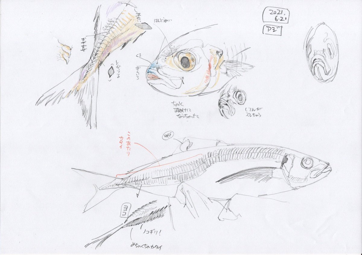 魚の構造を知りたい人は水族館スケッチより鮮魚コーナーで買った魚をスケッチする方が 下田スケッチ 絵の描き方 の漫画