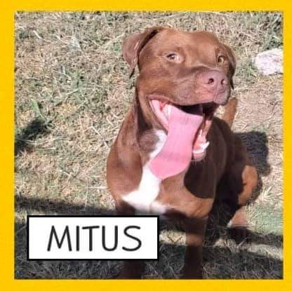 - Drop Dead Deadline: noon tomorrow 🆘🆘🆘🆘🆘🆘🆘🆘
IF LOOKS COULD KILL:

No one wants fun loving, goofy, silly, playful, MITUS - ⏳⏳Time is running out for This 2-3 yr old, high energy playful boy who’s Good with other dogs, &amp; good with people
20 days with ZERO interest