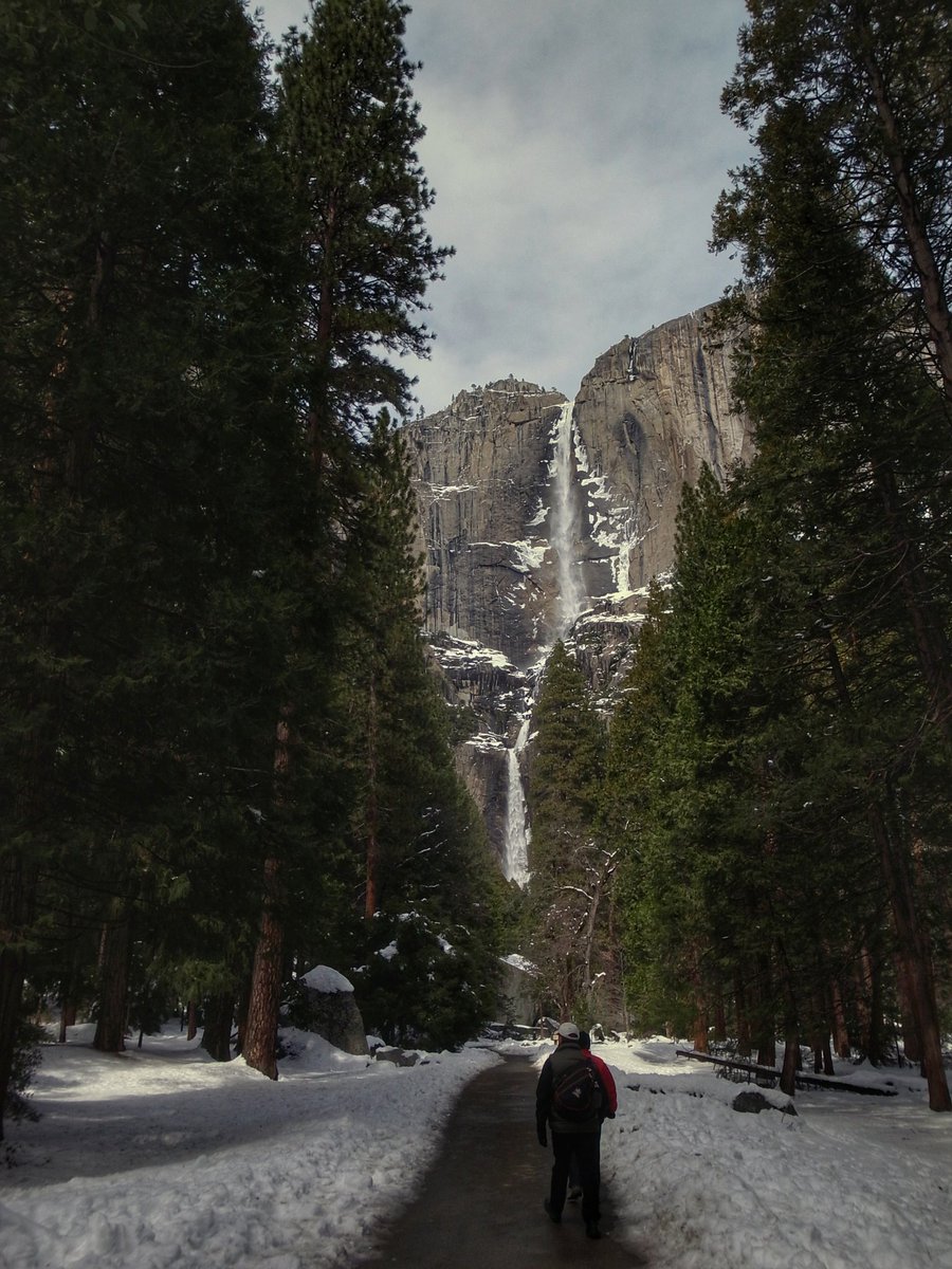 杉 旅行 ヨセミテ滝 冬 ヨセミテ国立公園 Yosemite National Park カリフォルニア アメリカ 世界遺産 Travel