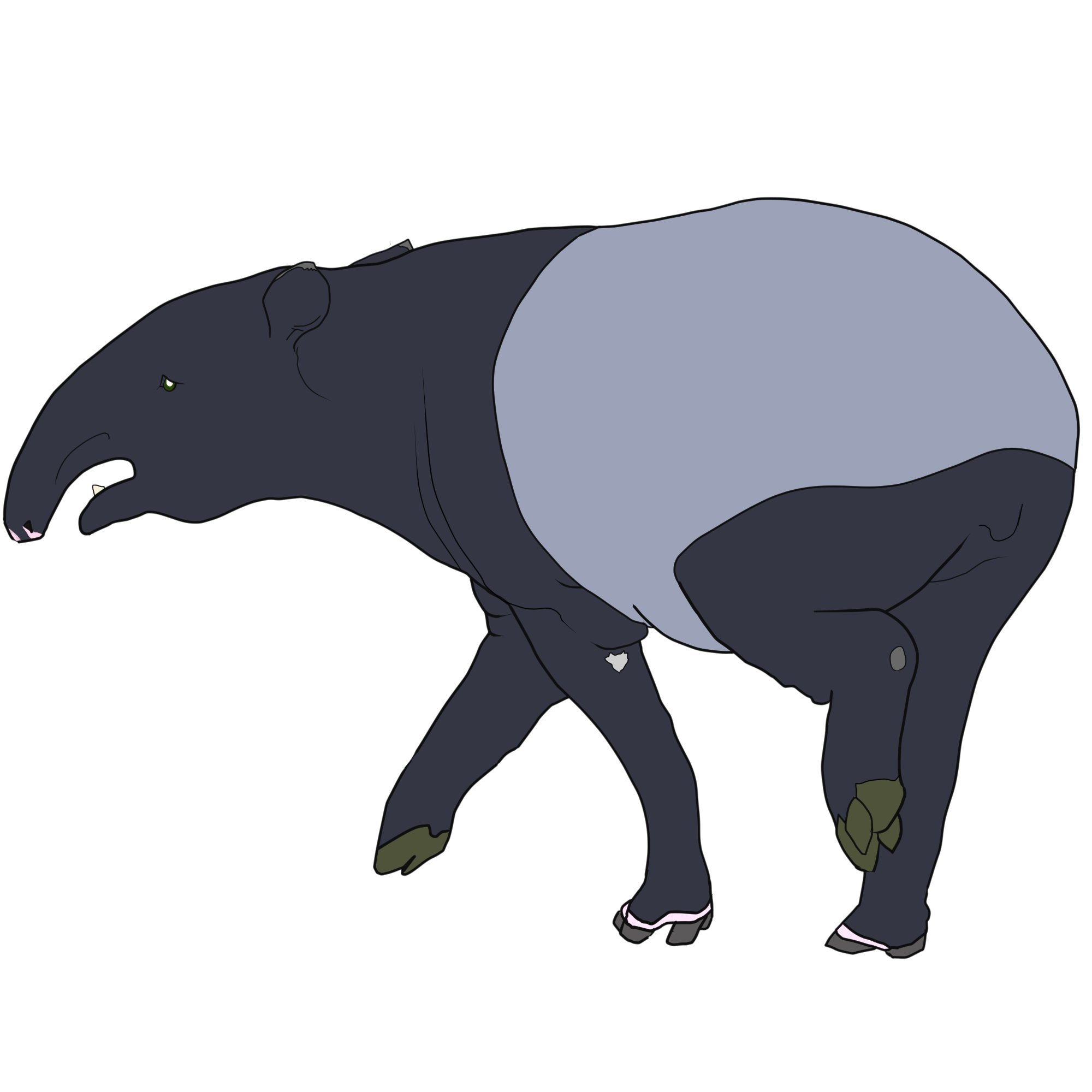 H N Seaton No 6 マレーバク 奇天烈な配色の珍獣 はっきり分かれた白黒の体と凹凸の少ない体が描きやすいモデル もっちりしたお尻からの構図にした バクは表情がユニークなので 顔に注目してもよかったか 一日一絵 動物イラスト マレーバク H N Seaton No 6 マレーバク 奇天烈な配色の珍獣 はっきり分かれた白黒の体と凹凸の少ない体が描きやすいモデル もっちりしたお尻からの構図にした バクは表情がユニークなので 顔に注目してもよかったか 一日一絵 動物イラスト マレーバク