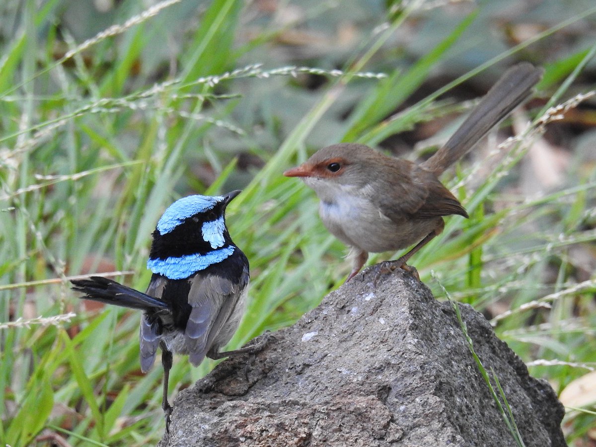 Alive w science for #NationalScienceWeek!
Superb Fairy-wrens at the Gardens have been the focus of a  research project spanning over 35 years! Led by Prof Andrew Cockburn &amp;his team at ANU, the research has revealed fascinating secrets about this complex Aussie bird!
📷HelenCross