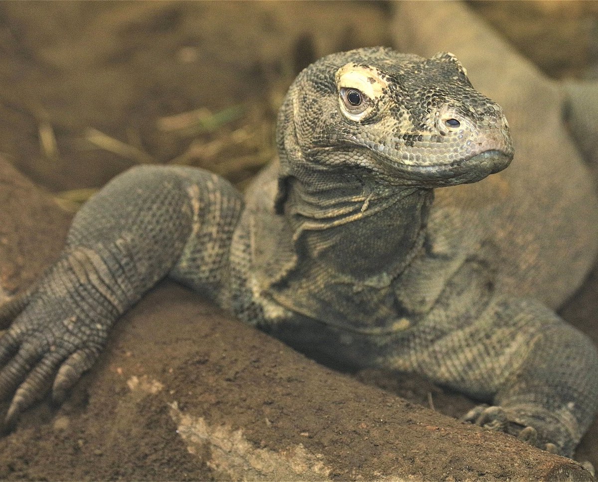 Roger Williams Park Zoo tweet media