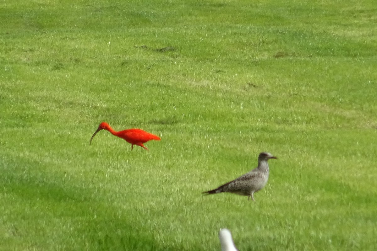 NieuwsAduard's tweet photo. Rode Ibis gesignaleerd nabij Aduard ter hoogte van chinees, de vraag is wat voor soort vogel staat er bij op foto 1 e n 4 , soort meeuw ?? #RodeIbis #vogelwaarneming #bijzonder https://t.co/8HZDzWKSym