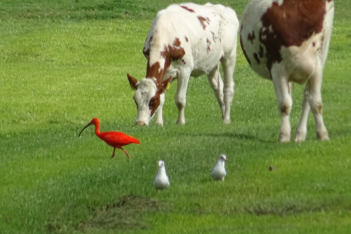 NieuwsAduard's tweet photo. Rode Ibis gesignaleerd nabij Aduard ter hoogte van chinees, de vraag is wat voor soort vogel staat er bij op foto 1 e n 4 , soort meeuw ?? #RodeIbis #vogelwaarneming #bijzonder https://t.co/8HZDzWKSym