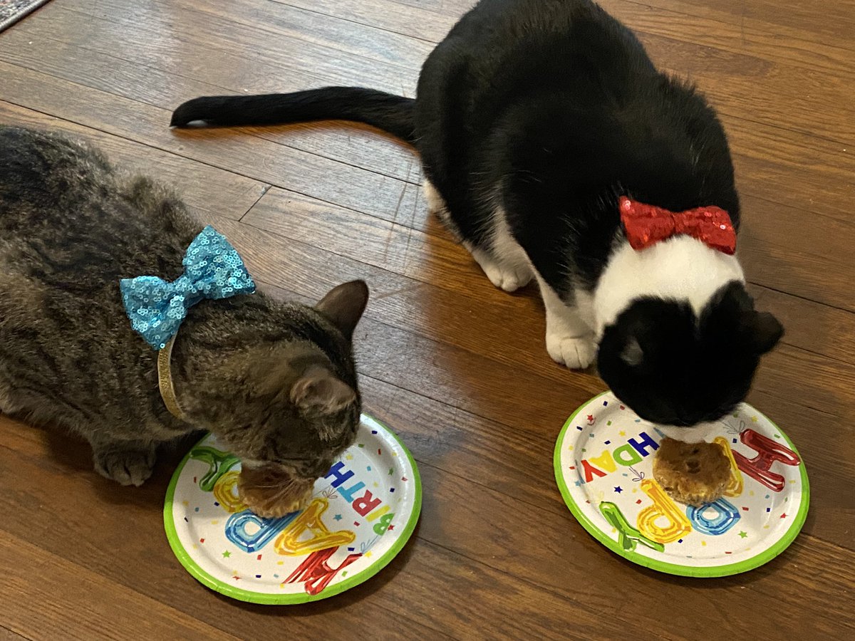 Charlee had a PAWty with his best bud, Tito🐾🥳