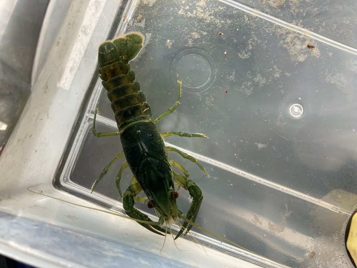 ユトリの渡邊 ごく一般的な色揚げでこんな色に ってツイートしようって写真撮ったけど外で画面見ながら撮るのって難しいよねみたいな