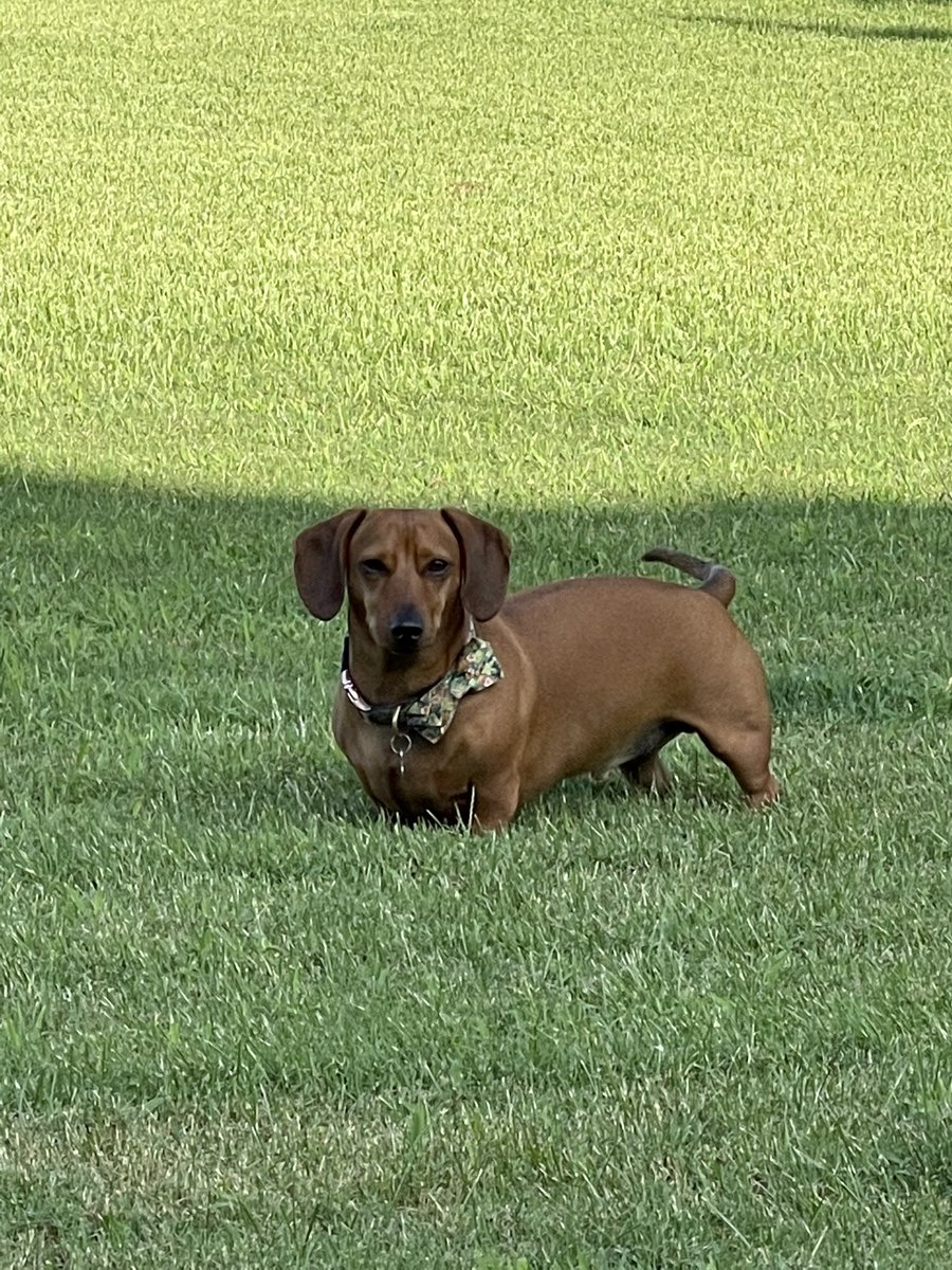 WeenieMax's tweet photo. The gwass is gween an da humming birb is eating his dinner an we are becoming da best buds! Dis is da best fwiends day ever! #friends #hummingbird #dachshund #DogsofTwittter #dogs #dog https://t.co/t35UdCVlDB