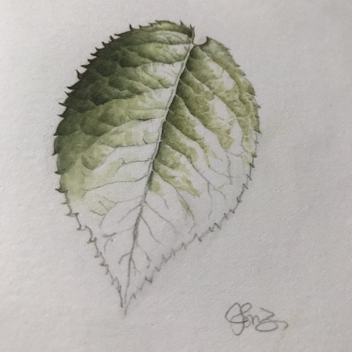 UsamaruDesign's tweet photo. おはようございます😃
雨の日はコーヒーと水彩画。薔薇の葉っぱです。色塗りのプロセスがわかりやすいでしょうか?
Rainy Sunday is a coffee and watercolour day. A Rose leaf.
#watercolour #sundaycoffee #日曜日 #水彩画 #雨 #薔薇 #葉 #roseleaf #rose #rainyday https://t.co/ne3EaNzdPM