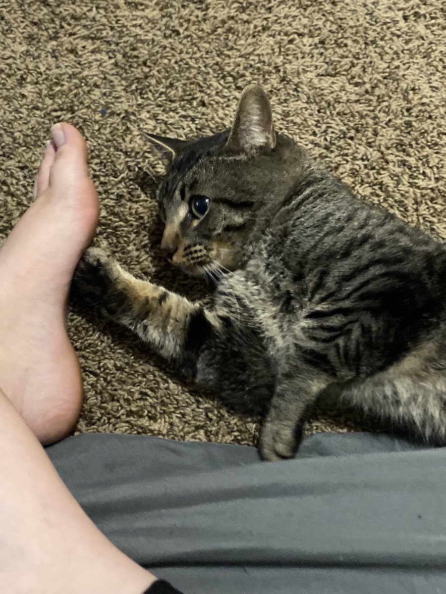 spiceytoebean's tweet photo. The rest of the pictures 🥺 we are touching toebeans 😭 https://t.co/fURlnyZ3gX